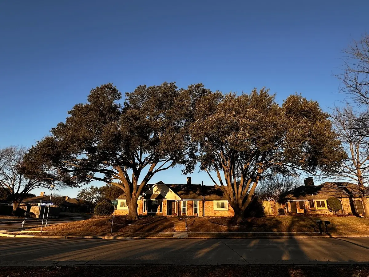 Established residential canopy tree shading a home in Red Lake Falls